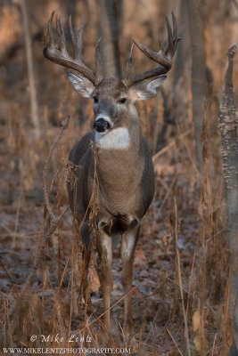 White-tailed deer Notch tight portrait