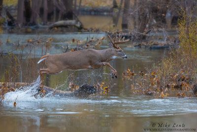 White-tailed deer jumping across water