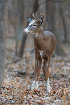 Piebald white-tailed deer
