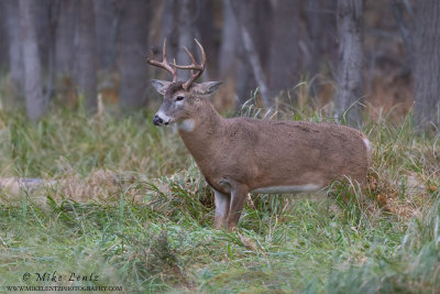 White-tailed deer thick neck