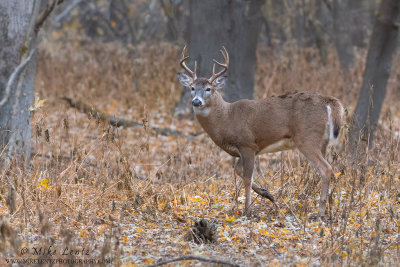 white-tailed deer leg up in woods
