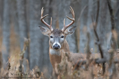 White-tailed Deer eight point through brush