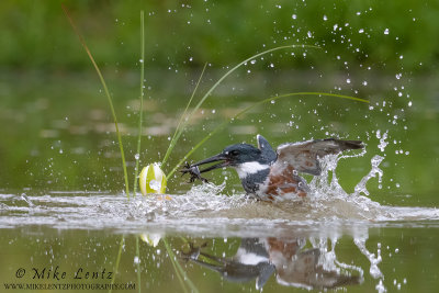 Belted Kingfisher erupts with Crayfish