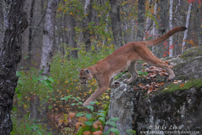 Cougar jumps in woods with fall foilage