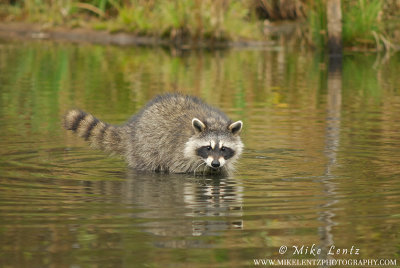 Racoon searching for shells underwater