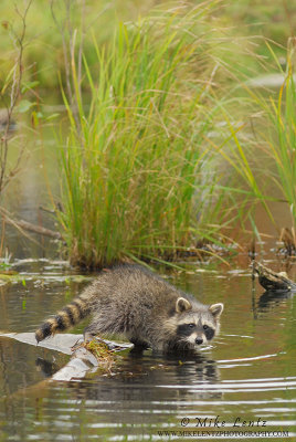 Racoon verticle in water