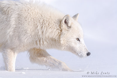 Arctic Wolf on the prowl down low