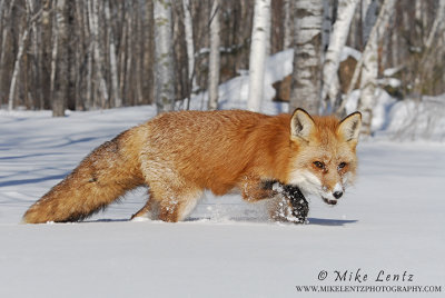 Red Fox in snowy woods