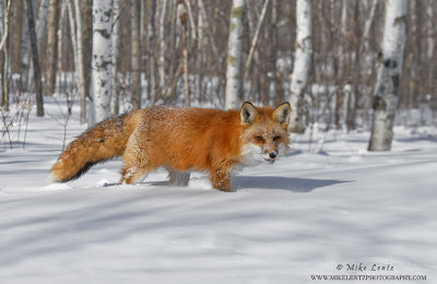 Red Fox in snowy scene