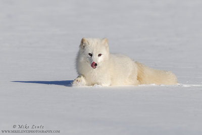 Arctic Fox tongue out