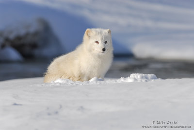 Arctic Fox cozied up near river