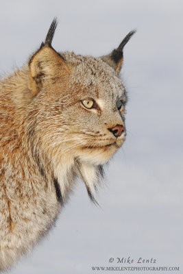 Bobcat headshot