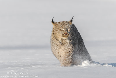 Lynx & Bobcat