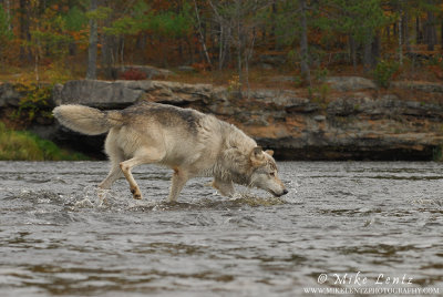 Wolf nose down across river