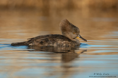 Hooded Merganser portrait