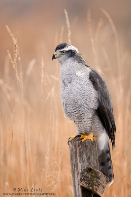 Goshawk on wooden field post