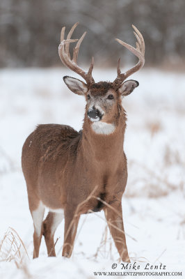 White-tailed deer big fella in open snowy field
