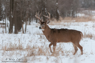 White-tailed deer buck posed in winter scene