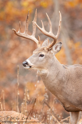 White-tailed deer chest head shot autumn