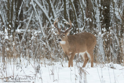 White-tailed deer in snowy woods