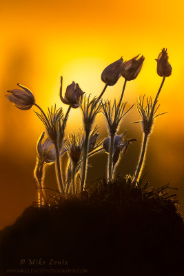 Pasque Flower verticle clump at sunset