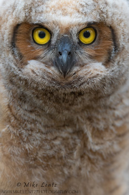 Great Horned Owl baby tight verticle