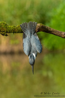 Belted Kingfisher diving from perch