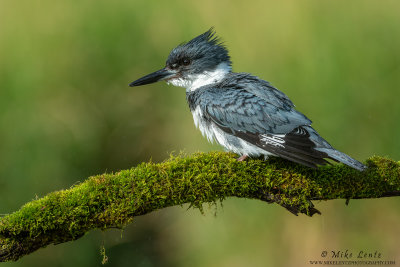 Belted Kingfisher male fluffed side pose
