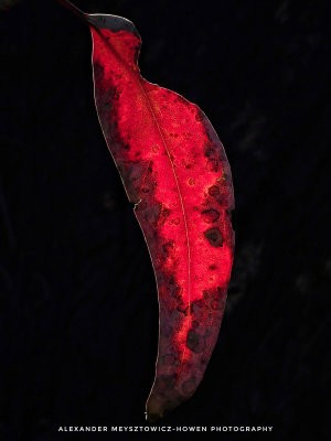 Red gum leaf