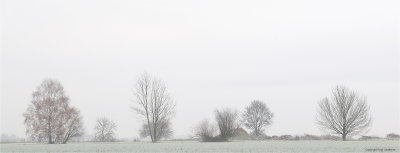 Bomen langs de Kandriesstraat