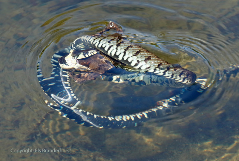 Ringslang vangt pad - Grass snake catches a toad