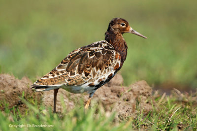 Diverse vogels