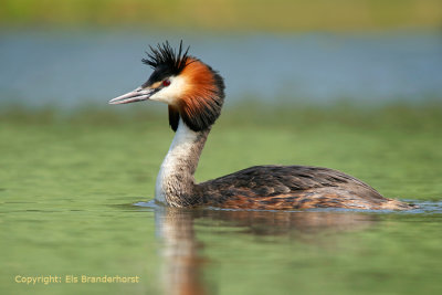 Fuut - Great Crested Grebe