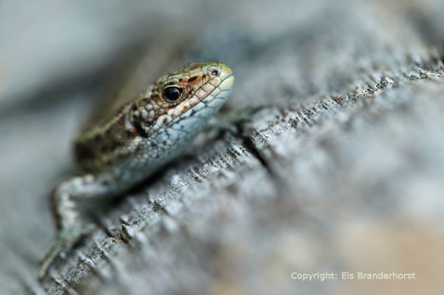 Levendbarende hagedis - Viviparous Lizard