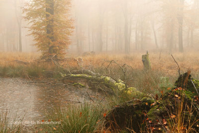 Forest fen - Bosven