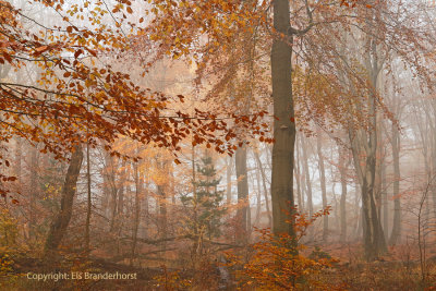 Forest, autumn - Herfstkleur, bos