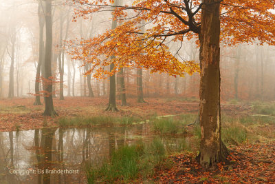 Forest fen - Bosven