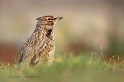 Kuifleeuwerik - Crested Lark