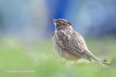 Kuifleeuwerik - Crested Lark