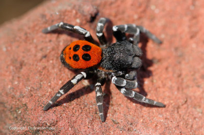 Lentevuurspin, man - Ladybird Spider, male