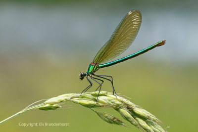 Dragonflies  and Damselflies - Libellen en Waterjuffers