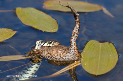 Ringslang vangt pad - Grass snake catches a toad