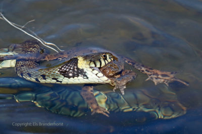 Ringslang vangt pad - Grass snake catches a toad