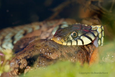 Ringslang vangt pad - Grass snake catches a toad