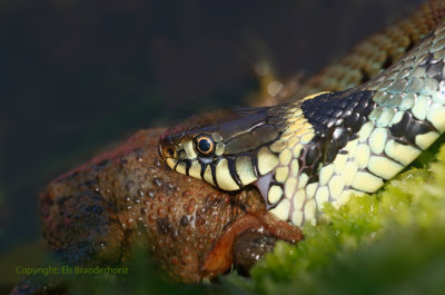 Ringslang vangt pad - Grass snake catches a toad