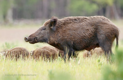 Wild zwijn - Wild boar
