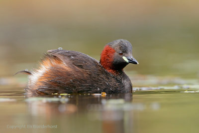 Dodaars - Little Grebe