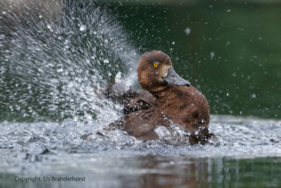 Tufted duck - Kuifeend