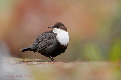 Waterspreeuw -Dipper