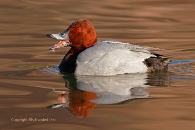 Pochard - Tafeleend